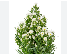 <h4>ASTER BRANCO 070 CM</h4>