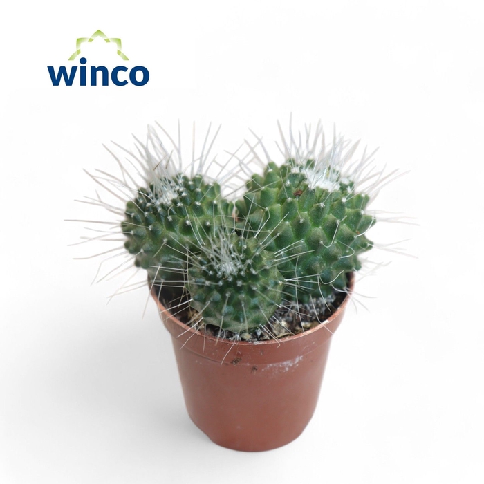 <h4>Mammillaria Spinosisima Un Pico (group)</h4>