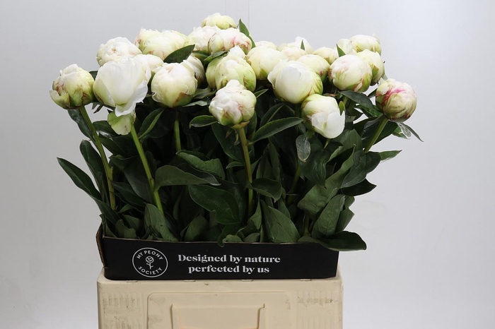 <h4>Paeonia Bowl Of Cream</h4>