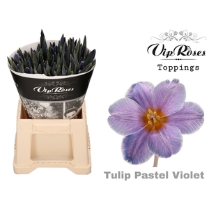 TU EN A PASTEL VIOLET