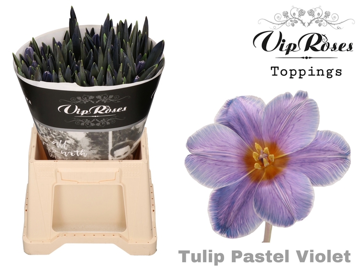 TU EN PASTEL VIOLET
