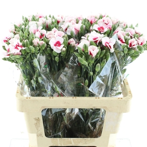 Di Tr Simply Bicolor Hot Pink Extra