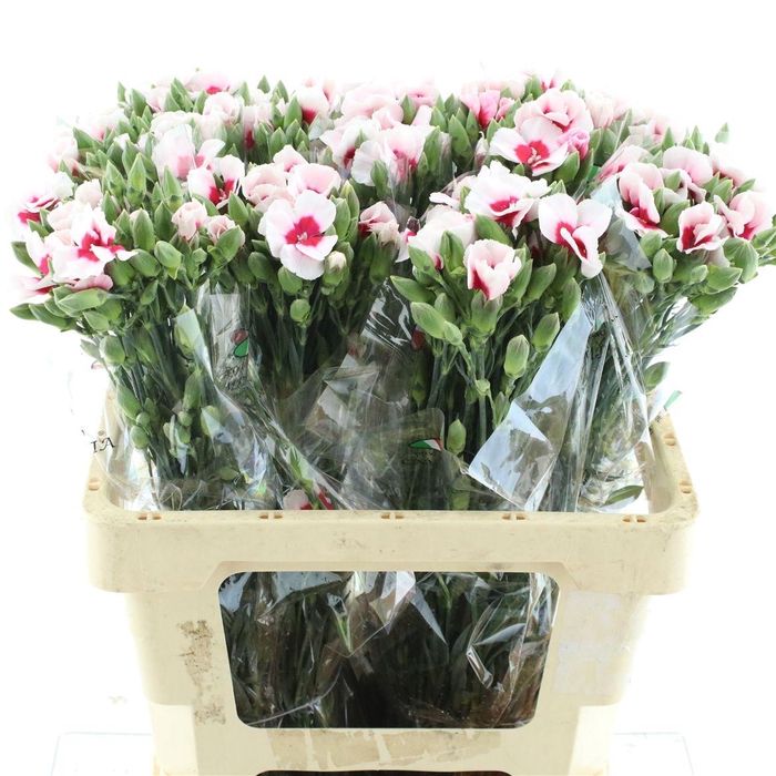 <h4>Di Tr Simply Bicolor Hot Pink Extra</h4>