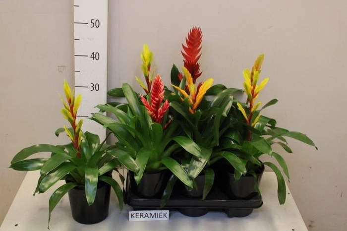 <h4>VRIES GEM 5 SRT</h4>