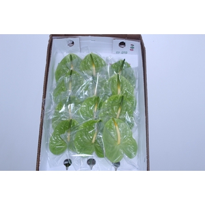 ANTHURIUM MIDORI 9/11 035 CM DIAM MIN 9 CM VERDE
