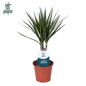 Dracaena Marginata p12 (Air So Pure)