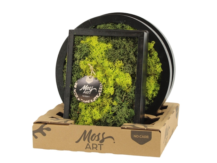 <h4>90786: Moss Art Mix Rectangular D24 & Round D27</h4>