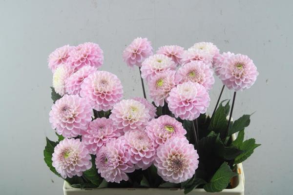 <h4>Dahl Ball Wizz Of Oz L60</h4>