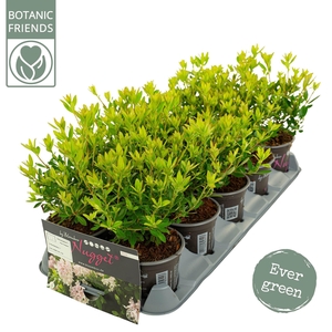 Rhododendron 'Bloombux' Pink