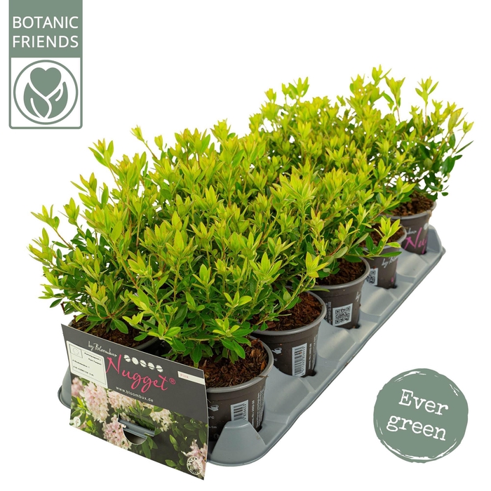 <h4>Rhododendron 'Bloombux' Pink</h4>