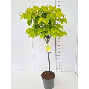 Cercis canadensis