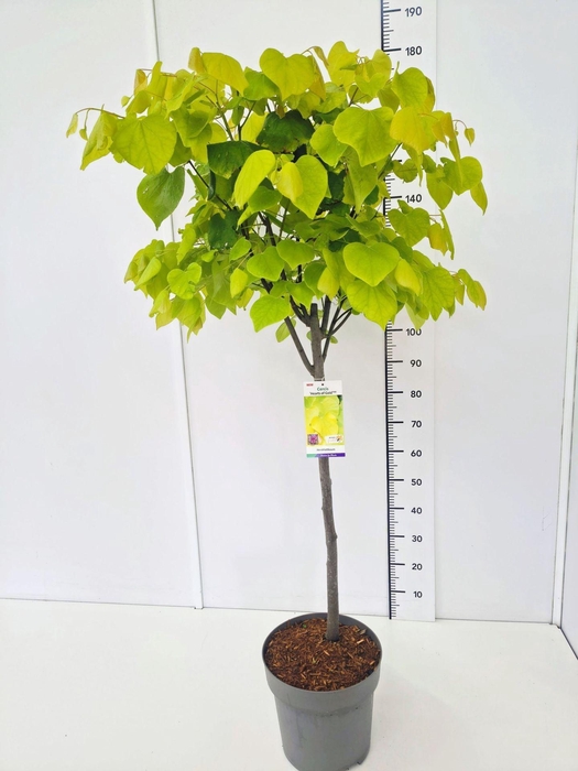 <h4>Cercis canadensis</h4>