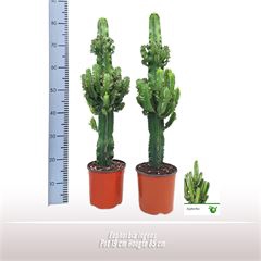 <h4>Euphorbia ingens</h4>