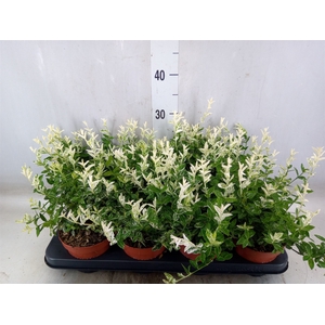 Euonymus fortunei 'Harlequin'