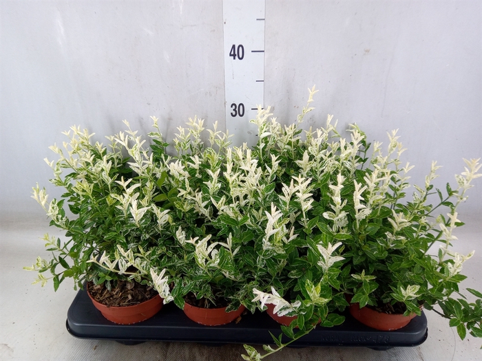 <h4>Euonymus fortunei 'Harlequin'</h4>