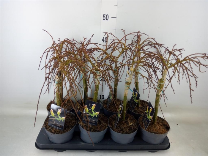 <h4>Salix arbuscula</h4>