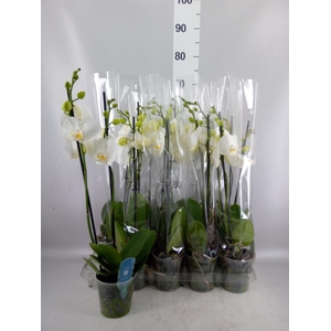 Phalaenopsis   ...white