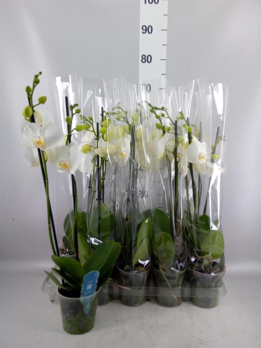 <h4>Phalaenopsis   ...white</h4>