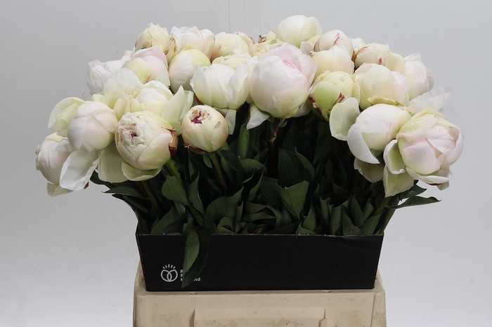 <h4>Paeonia Odile</h4>