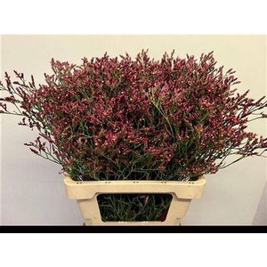 Lim Sin Scarlet Diamond