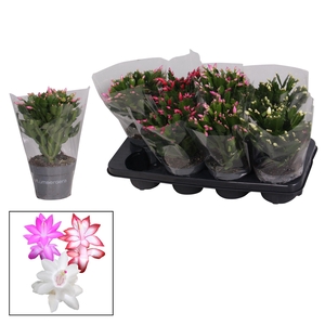 Schlumbergera - 13 cm - Mix in blanco hoes