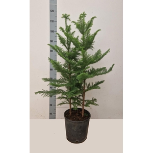 Araucaria Heterophylla 24Ø 140cm 2pp
