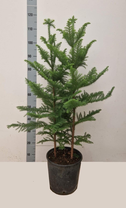 Araucaria Heterophylla 24Ø 140cm 2pp