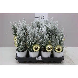 Chamaecyparis La Ellwoodii Snow Zink Pot Met Deco