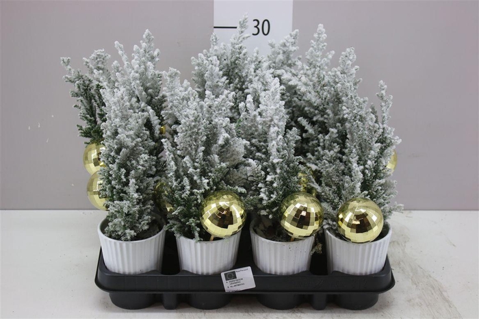 <h4>Chamaecyparis La Ellwoodii Snow Zink Pot Met Deco</h4>