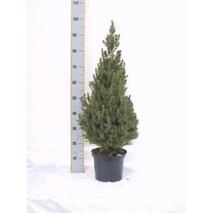 Picea gl. Conica