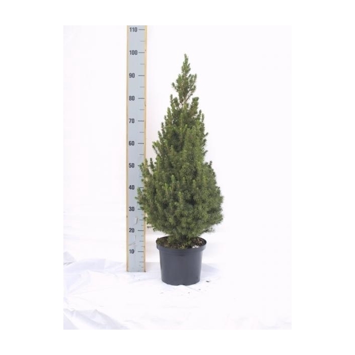 <h4>Picea gl. Conica</h4>