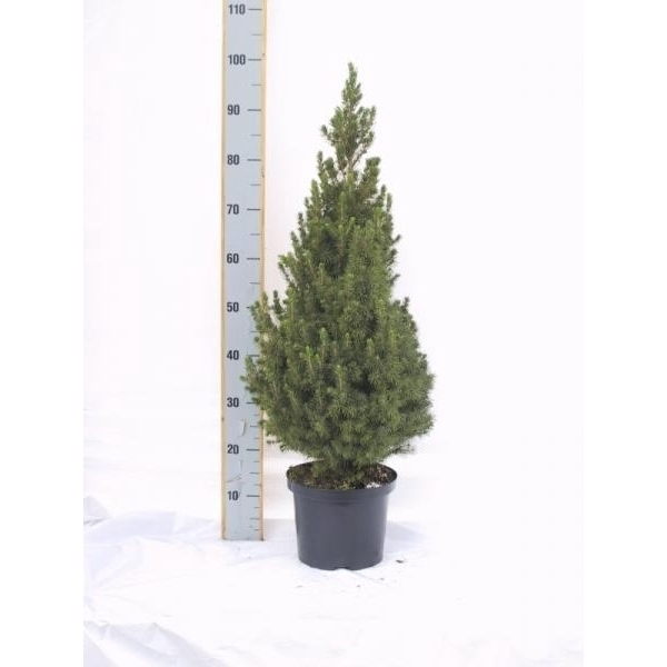 <h4>Picea gl. Conica</h4>