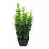Buxus sempervirens struik