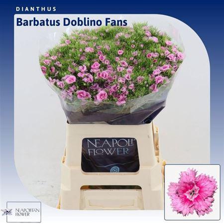 <h4>Di Barb Doblino Fans</h4>