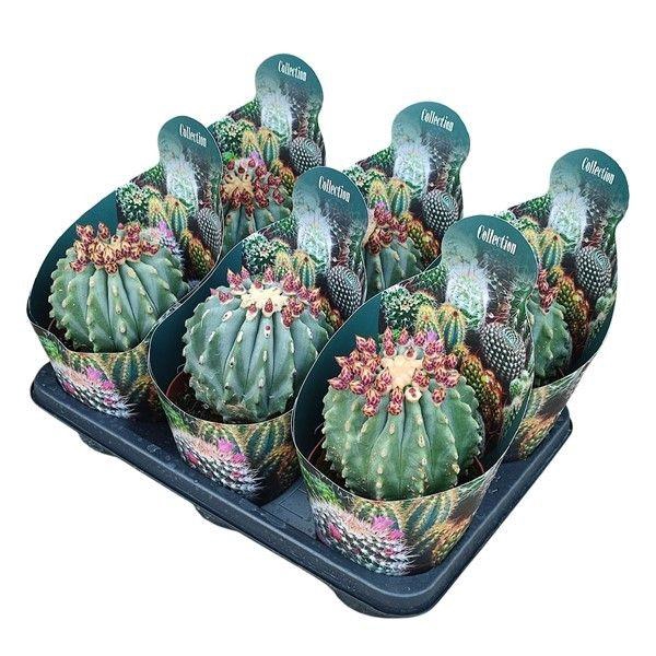 <h4>FEROCACTUS GLAUCES</h4>