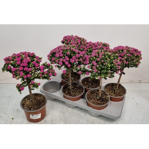 PIMELEA FERRUGINEA