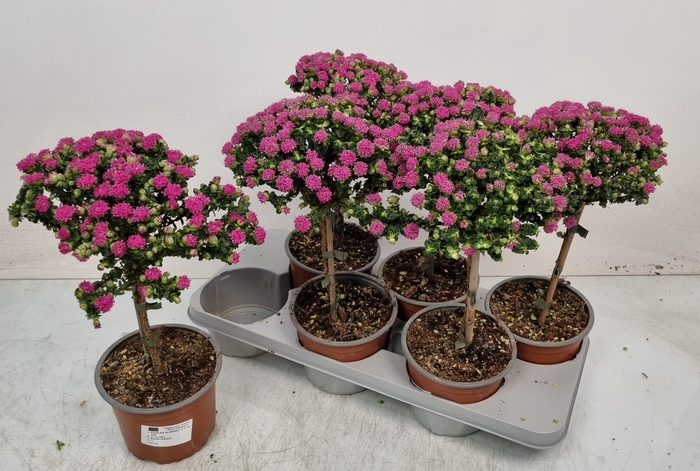 <h4>PIMELEA FERRUGINEA</h4>
