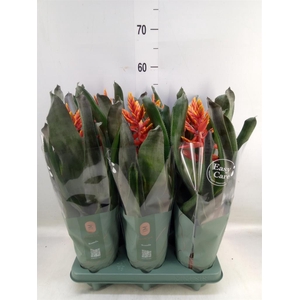 Aechmea  'Pepita Elegant Flames'