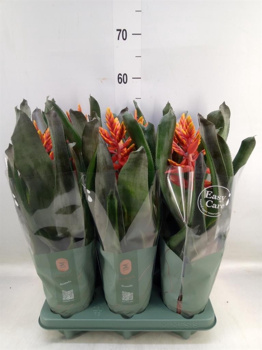 <h4>Aechmea  'Pepita Elegant Flames'</h4>