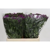 Dianthus Br Amazon Neon Purple