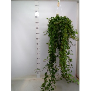 Hedera helix 'Pittsburgh'