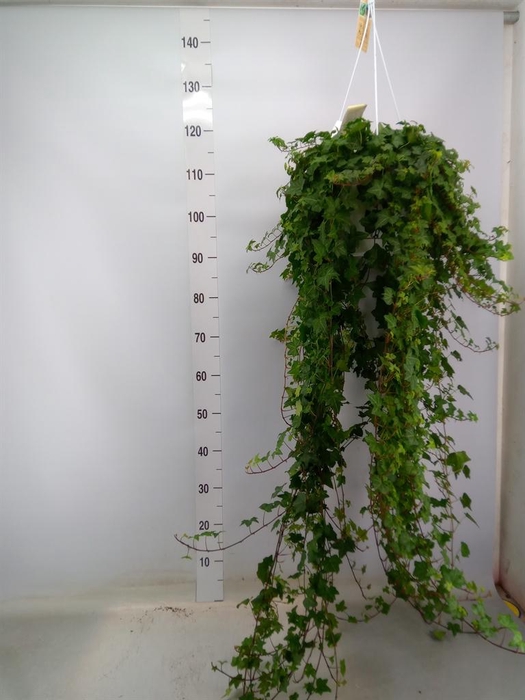 <h4>Hedera helix 'Pittsburgh'</h4>