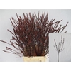Myrica Gale (gagel) P Stem