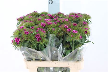 <h4>Di Barb Will Mag Purple</h4>