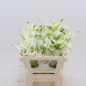 Calla Crystal Clear | Dubbelbloemig