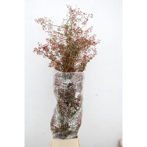 ROSA F AUTUMN SPLASH