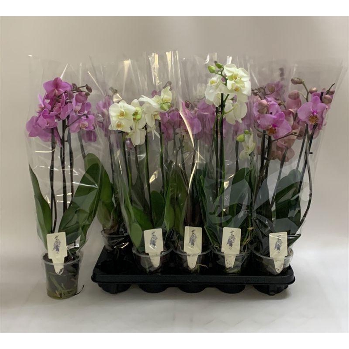 <h4>PHAL GEM</h4>