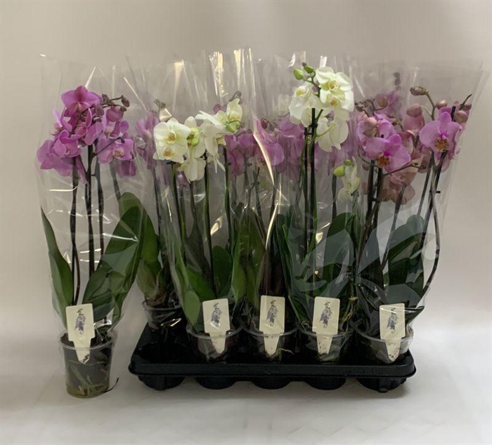 PHAL GEM