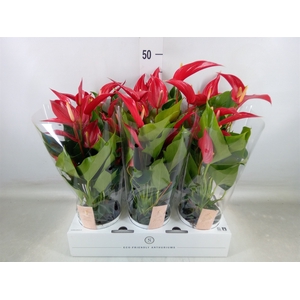 Anthurium  'Banderola Roja'