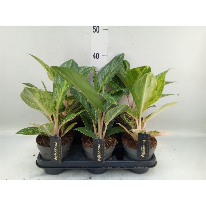 <h4>Aglaonema   ...</h4>